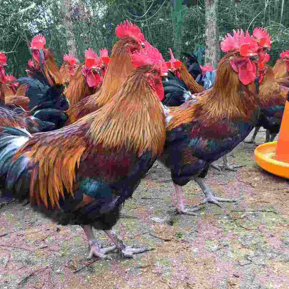 林上采果 林下养殖——邱丙远桃林养鸡走出生态致富路