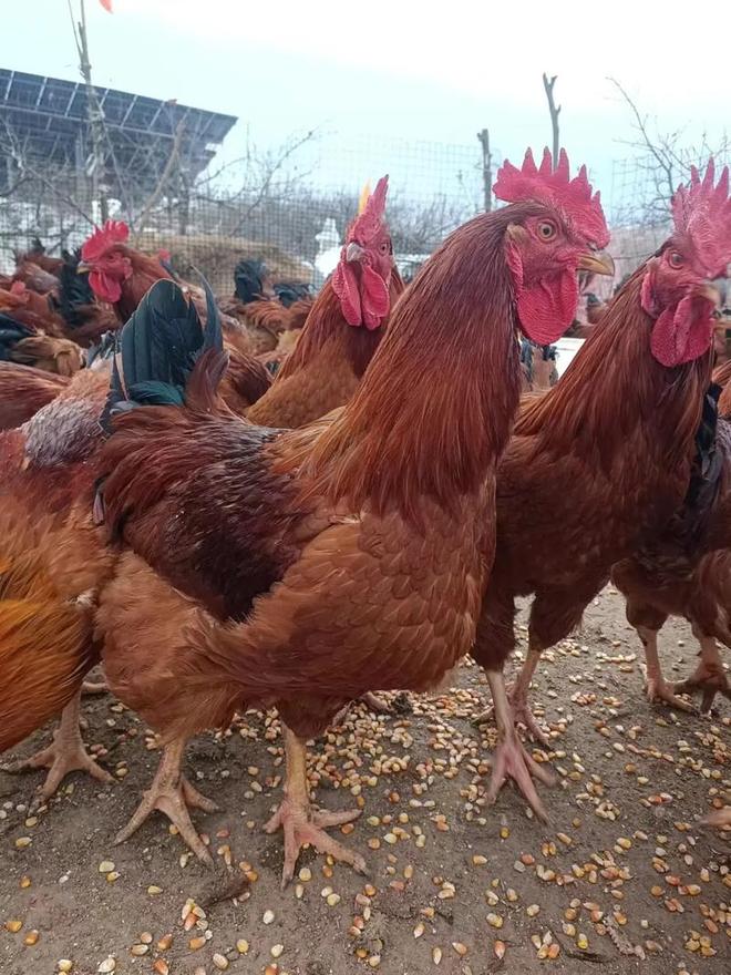 公鸡几个月大最好吃？哪个阶段最美味营养？