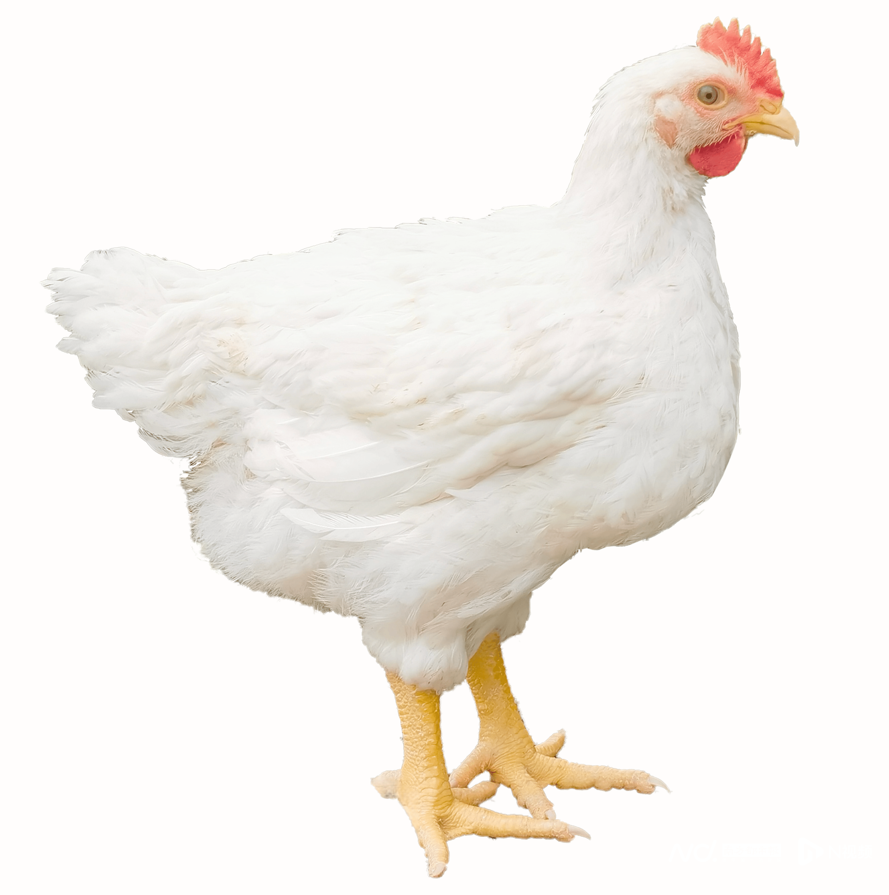 白羽鸡也有土鸡味？广东育成我国首个“黄羽血缘”小白鸡