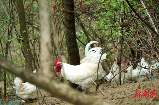 “80后”村支书周六固定开播 张家界武陵源白羽乌鸡“飞”出大