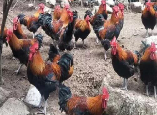 鹤盛德岙村养殖户因语言障碍销路受阻盼帮忙